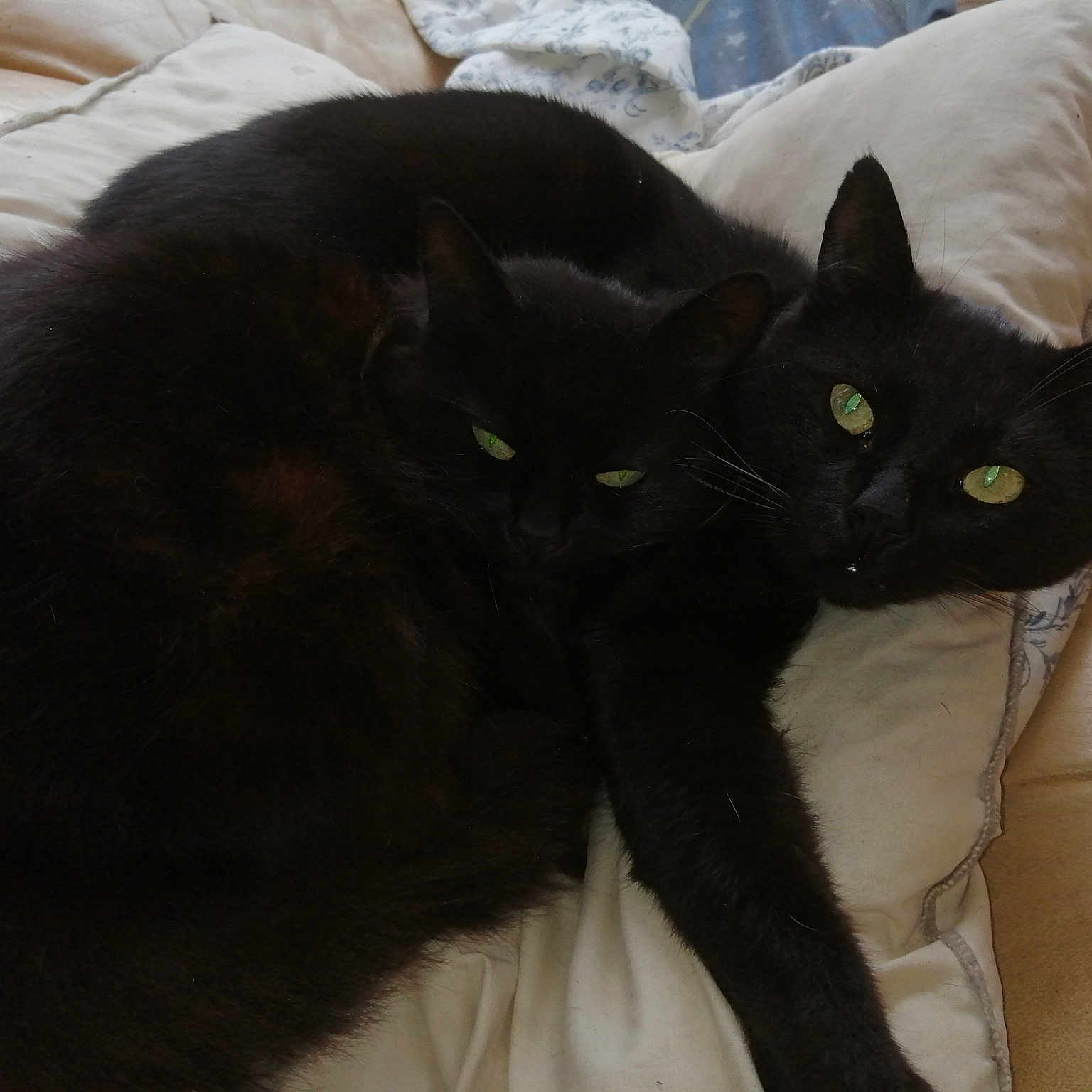 Tigrou Et Moumounette