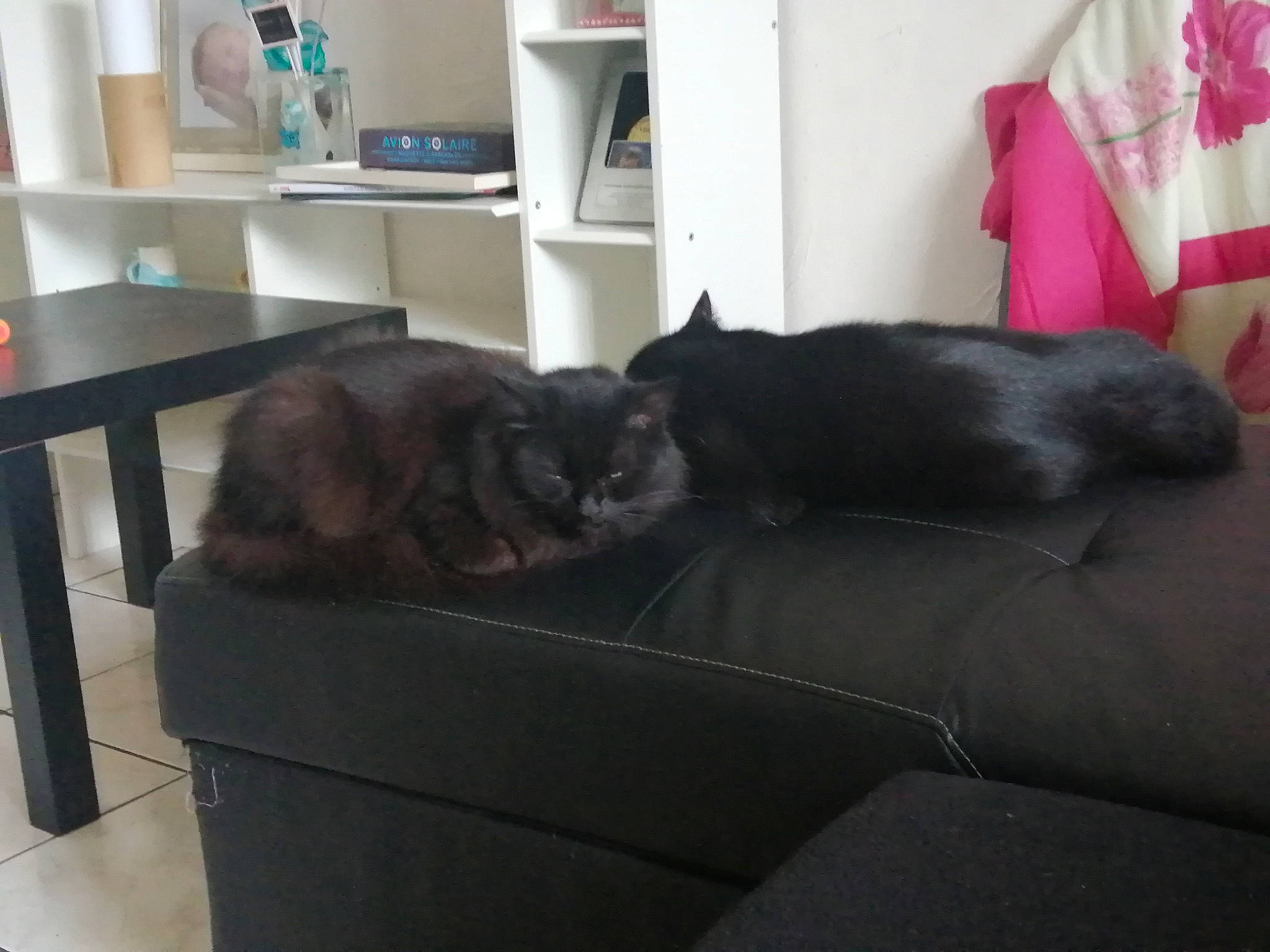 Tigrou Et Moumounette participe au concours pour gagner de l'argent avec cette photo : black, black_cat, carnivore, cat, chair, comfort, couch, felidae, fur, furniture, home, house, kitten, living_room, nap, room, small_to_medium_sized_cats, table, tail, whiskers