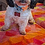 dog, small_dog, fluffy, collar, pet, indoor, blanket, colorful, patterned, couch, fur, cute, animal, living_room, close_up, sitting, domestic_animal, home, companion, friendly