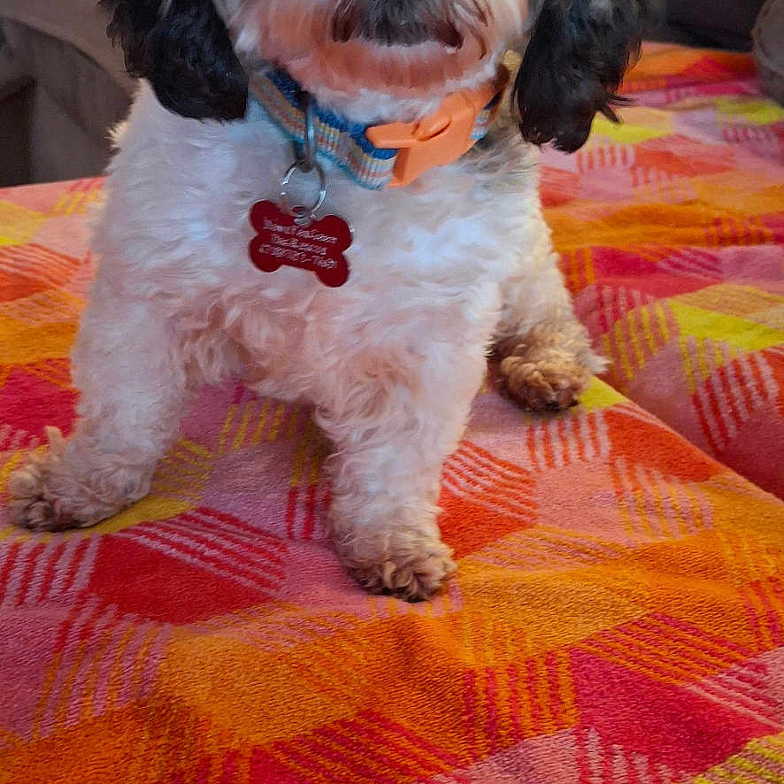 Razzy is registered to the contest to win money with this photo: animal, blanket, close_up, collar, colorful, companion, couch, cute, dog, domestic_animal, fluffy, friendly, fur, home, indoor, living_room, patterned, pet, sitting, small_dog