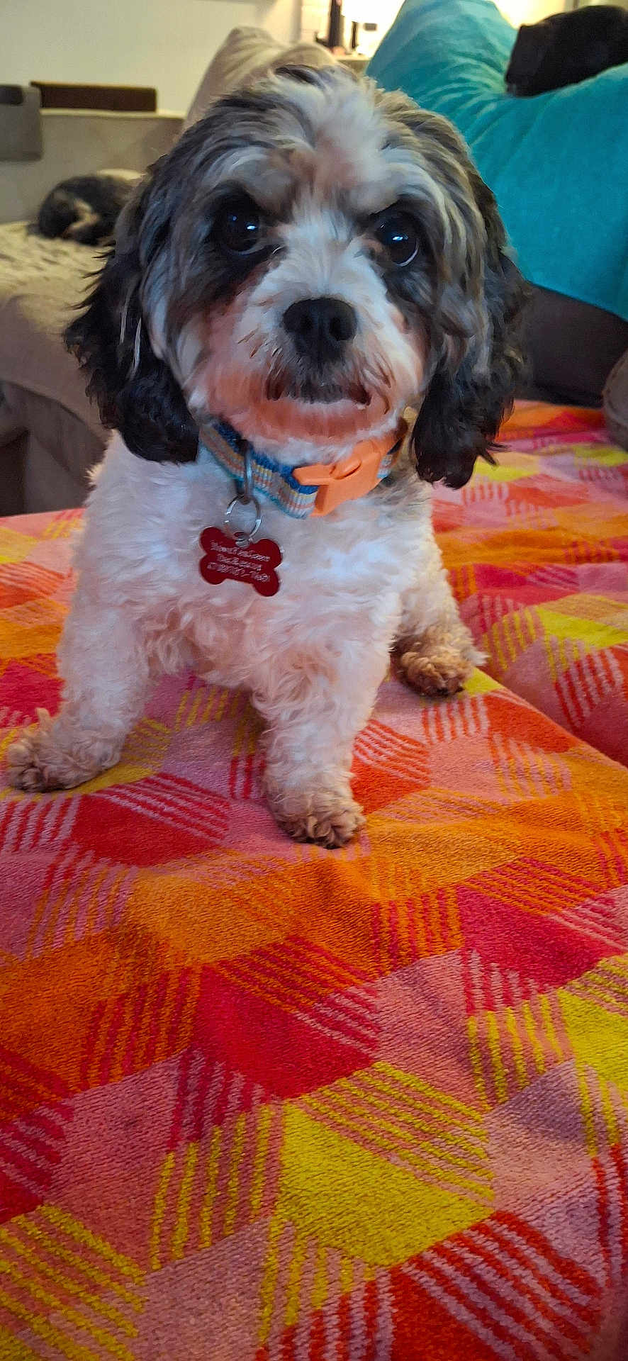 Razzy is registered to the contest to win money with this photo: dog, small_dog, fluffy, collar, pet, indoor, blanket, colorful, patterned, couch, fur, cute, animal, living_room, close_up, sitting, domestic_animal, home, companion, friendly