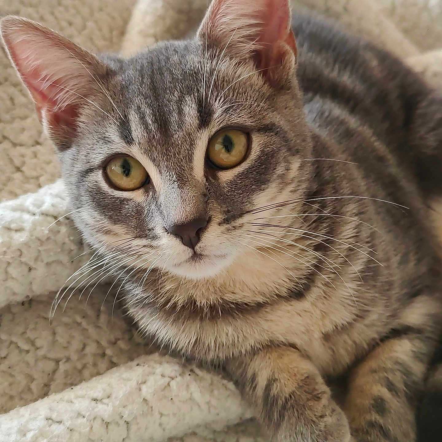 Yuki participe au concours pour gagner de l'argent avec cette photo : animal, blanket, cat, closeup, cozy, curious, cute, domestic_animal, ears, eyes, feline, fur, indoor, paws, pet, resting, soft, tabby, texture, whiskers