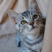 Grisou participe au concours pour gagner de l'argent avec cette photo :