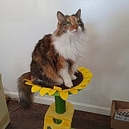 Cali is registered to the contest to win money with this photo: cat, fluffy, indoor, pet, green_eyes, cat_perch, sunflower, furniture, wood_floor, calico, domestic_cat, whiskers, tail, sitting, looking_up, cute, animal, household, feline, fur
