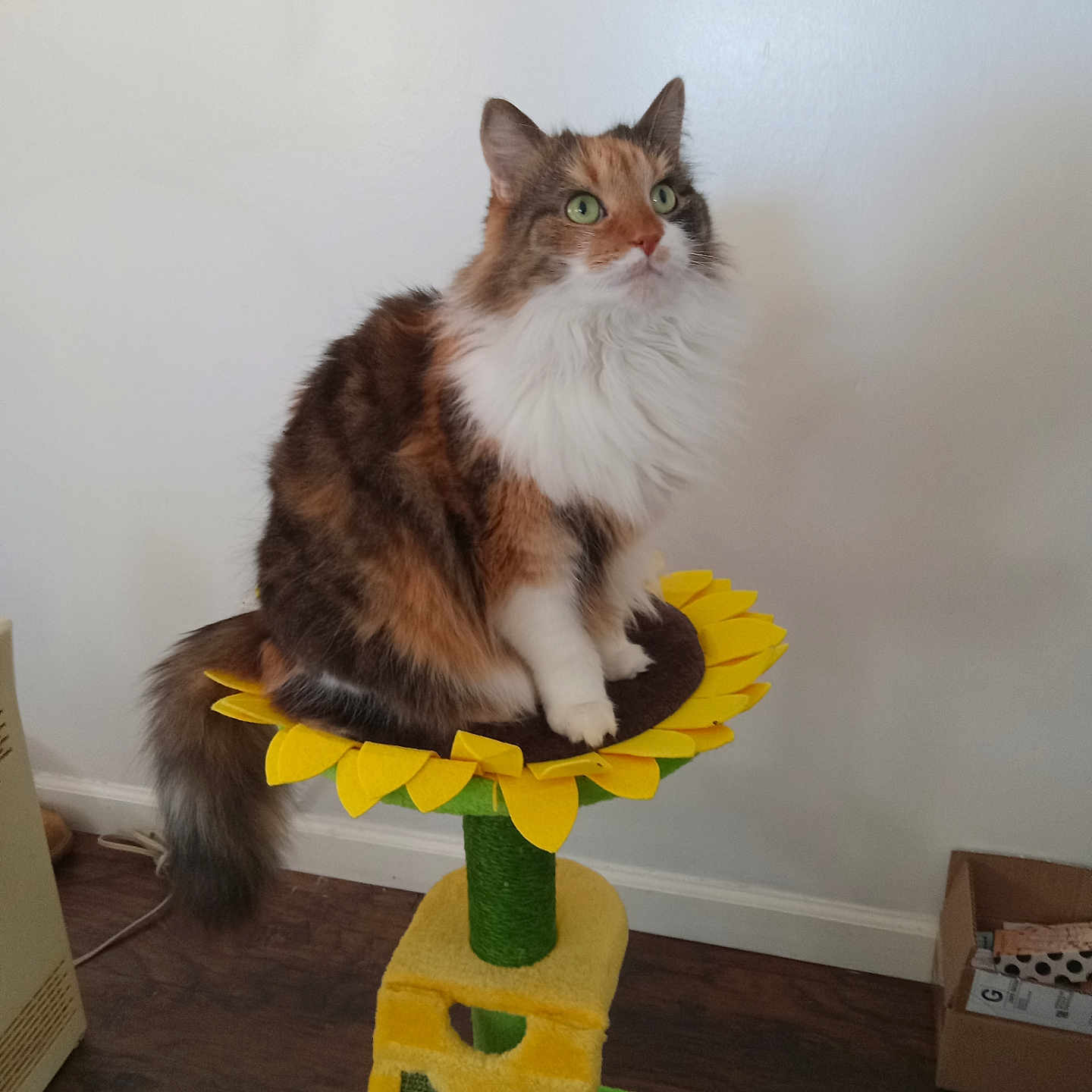 Cali is registered to the contest to win money with this photo: animal, calico, cat, cat_perch, cute, domestic_cat, feline, fluffy, fur, furniture, green_eyes, household, indoor, looking_up, pet, sitting, sunflower, tail, whiskers, wood_floor