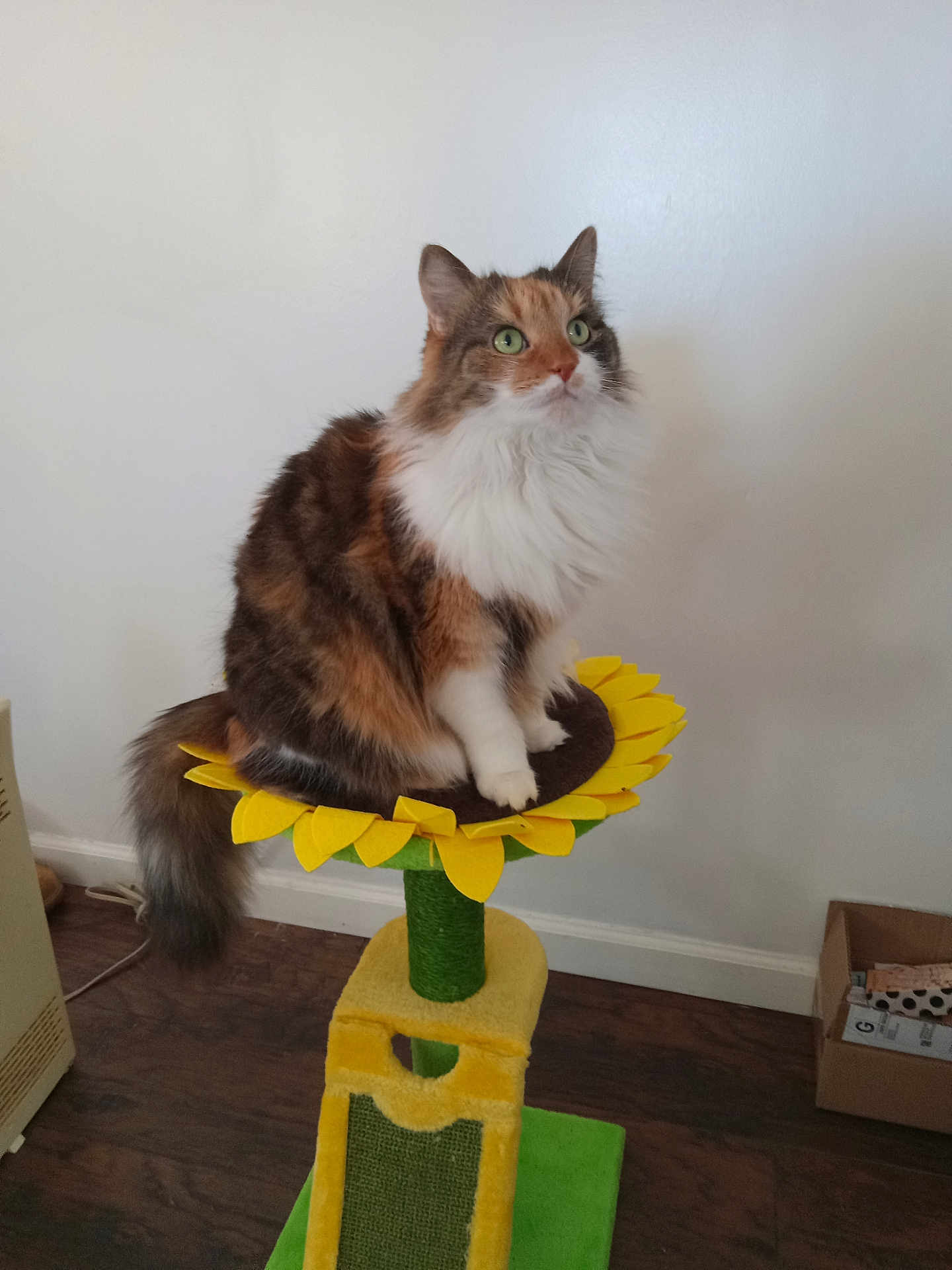 Cali