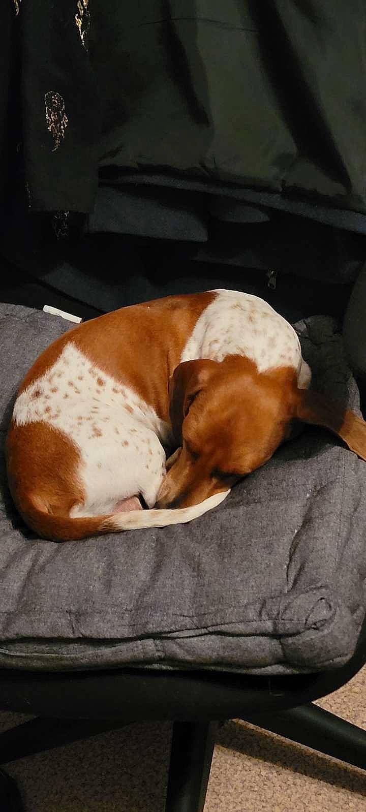 Dallas a rejoint le concours — aidez-le/la à gagner de superbes lots ! basset_hound, beagle_harrier, canidae, carnivore, comfort, companion_dog, dog, dog_bed, dog_breed, dog_supply, fawn, hardwood, hound, liver, paw, pet_supply, scent_hound, sporting_group, tail, working_animal