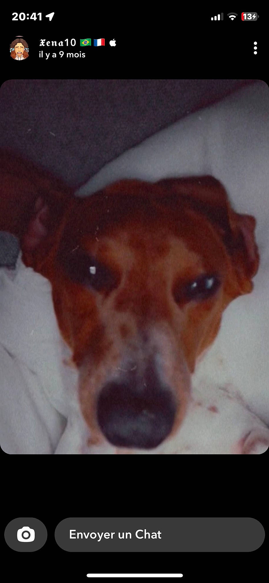 Dallas participe au concours pour gagner de l'argent avec cette photo : canidae, carnivore, companion_dog, dog, dog_breed, ear, fawn, fur, hunting_dog, liver, non_sporting_group, pet_supply, puppy, puppy_love, snout, sporting_group, square, terrestrial_animal, whiskers, working_animal