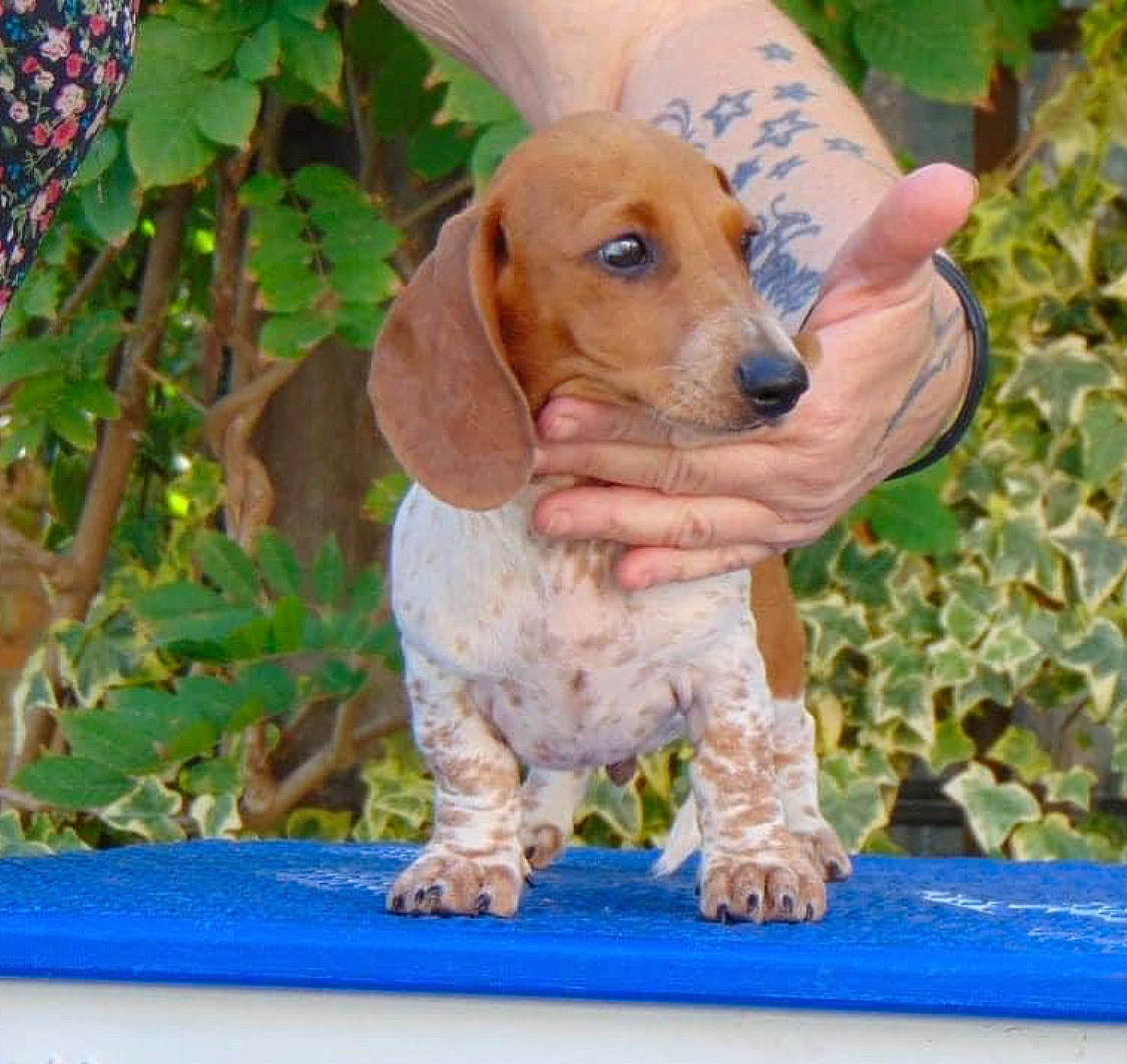 Dallas participe au concours pour gagner de l'argent avec cette photo : ancient_dog_breeds, canidae, carnivore, companion_dog, dog, dog_breed, fawn, hound, hunting_dog, liver, pet_supply, plant, snout, sporting_group, whiskers, wood, working_animal