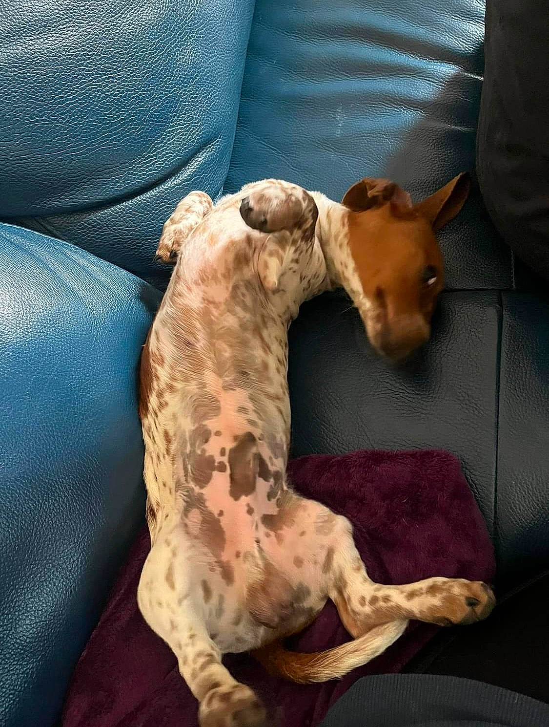 Dallas a rejoint le concours — aidez-le/la à gagner de superbes lots ! carnivore, collar, comfort, companion_dog, dog, dog_breed, dog_collar, dog_supply, electric_blue, fawn, felidae, pet_supply, small_to_medium_sized_cats, snout, sporting_group, tail, terrestrial_animal, toy_dog, whiskers, working_animal