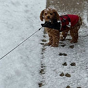 Daisy is registered to the contest to win money with this photo: dog, snow, leash, sidewalk, winter, footprints, plaid_jacket, brown_fur, pet, outdoor, curious, animal, cold, walking, snowflakes, cute, canine, fluffy, small_dog, weather