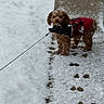 dog, snow, leash, sidewalk, winter, footprints, plaid_jacket, brown_fur, pet, outdoor, curious, animal, cold, walking, snowflakes, cute, canine, fluffy, small_dog, weather