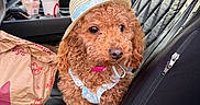 Daisy joined the competition — help win amazing prizes! dog, curly_hair, straw_hat, car_interior, fast_food_bag, drink_cups, leather_seat, pet_accessory, seatbelt, window, door_handle, cup_holder, sunlight, front_seat, pink_collar, curious_expression, small_dog, brown_dog, vehicle, passenger_seat