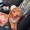 dog, curly_hair, straw_hat, car_interior, fast_food_bag, drink_cups, leather_seat, pet_accessory, seatbelt, window, door_handle, cup_holder, sunlight, front_seat, pink_collar, curious_expression, small_dog, brown_dog, vehicle, passenger_seat