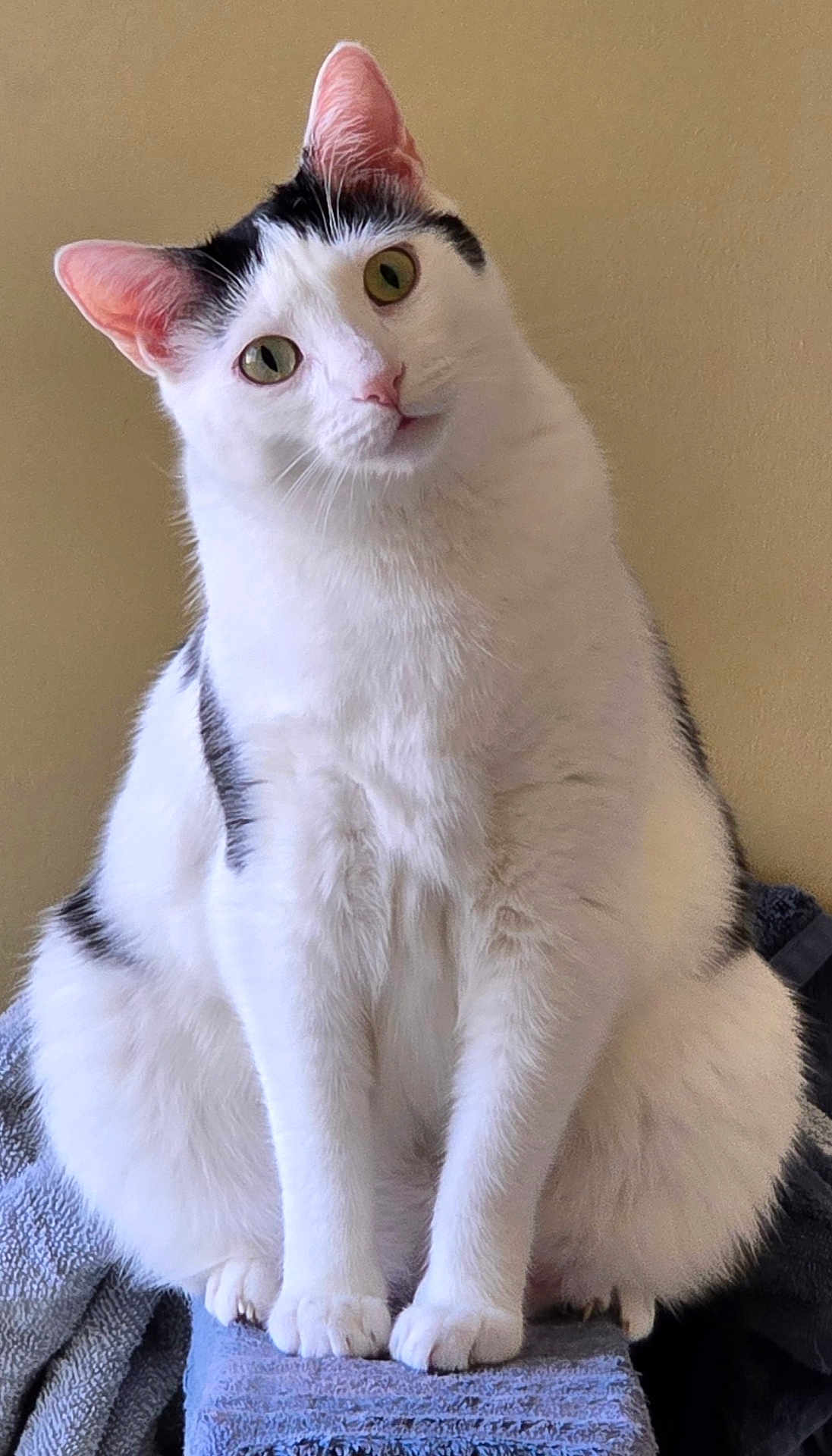 Ivan is registered to the contest to win money with this photo: cat, white_cat, black_markings, pet, animal, feline, curious, sitting, head_tilt, green_eyes, pink_ears, indoor, closeup, portrait, furry, whiskers, paw, looking, texture, blank_wall