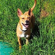 Maggie is registered to the contest to win money with this photo: dog, canine, pet, grass, outdoor, yard, collar, tag, happy, smiling, ears_up, tongue, muzzle, standing, greenery, sunlight, nature, playful, portrait, closeup