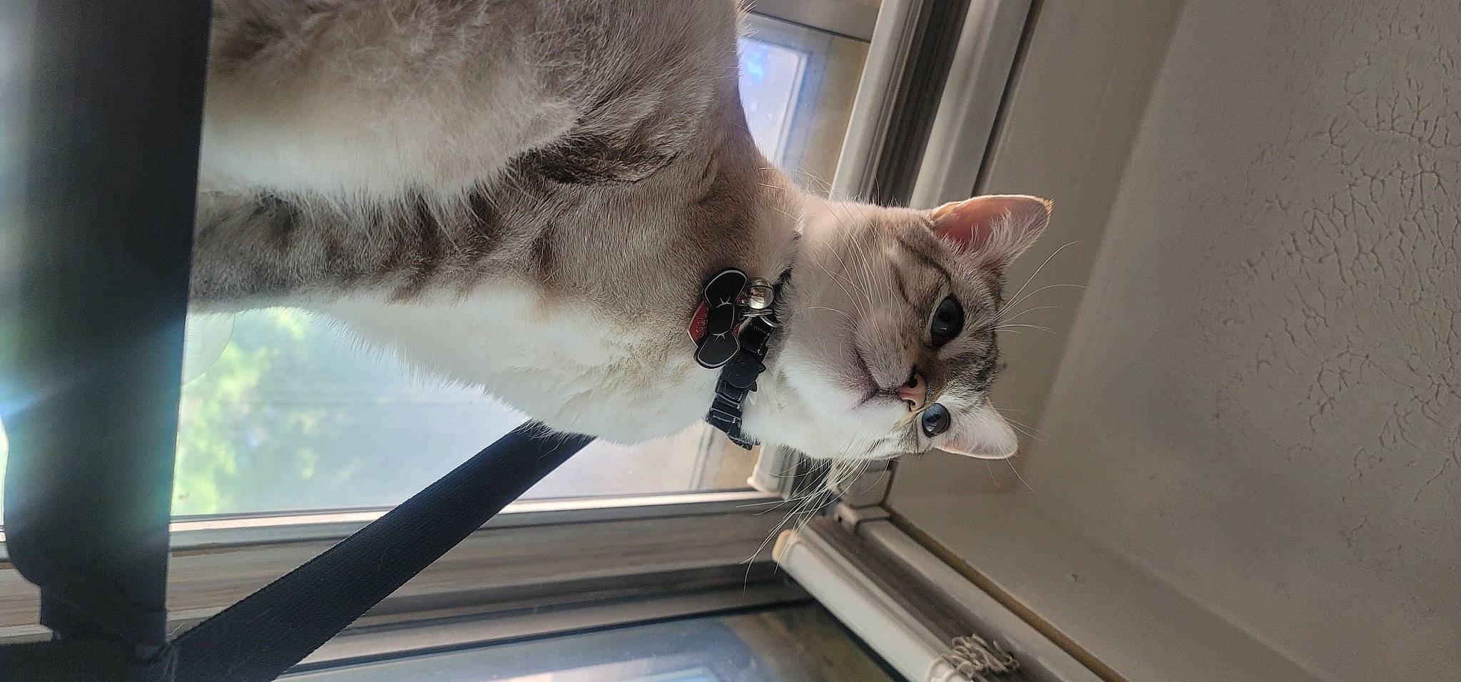 Meeko joined the competition — help win amazing prizes! carnivore, cat, collar, comfort, domestic_short_haired_cat, door, fawn, felidae, fixture, fur, grey, mammal, paw, small_to_medium_sized_cats, snout, tail, vertebrate, whiskers, window, wood