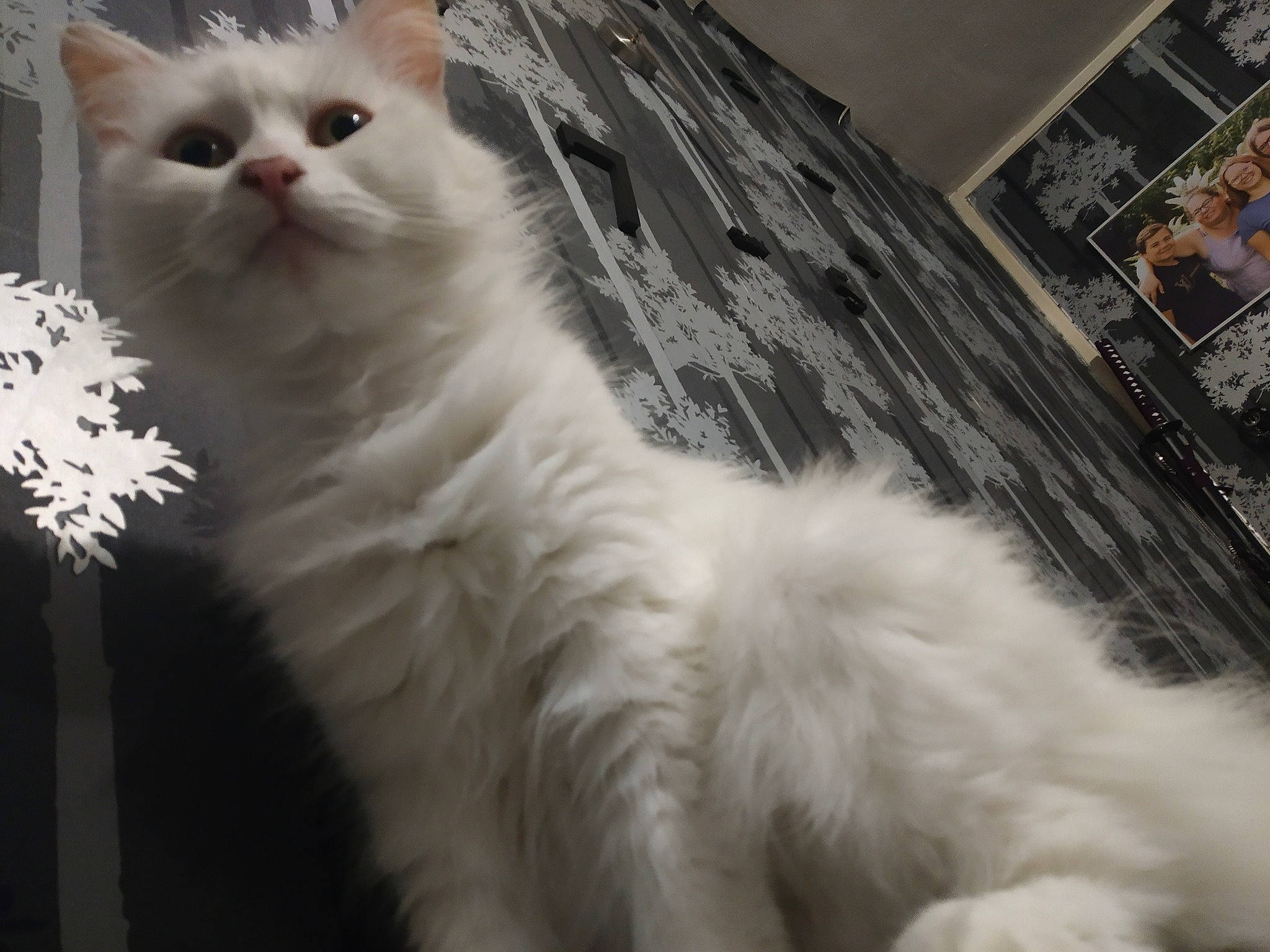 Blanca a rejoint le concours — aidez-le/la à gagner de superbes lots ! asian_semi_longhair, british_longhair, british_semi_longhair, carnivore, cat, domestic_long_haired_cat, eye, felidae, fur, joy, mammal, napoleon_cat, norwegian_forest_cat, persian, person, ragamuffin, ragdoll, small_to_medium_sized_cats, turkish_angora, turkish_van