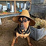dog, animal, hat, straw_hat, barn, hay, cage, farm, pet, brown, black, floor, indoor, looking, sitting, cute, rope, container, wood, metal