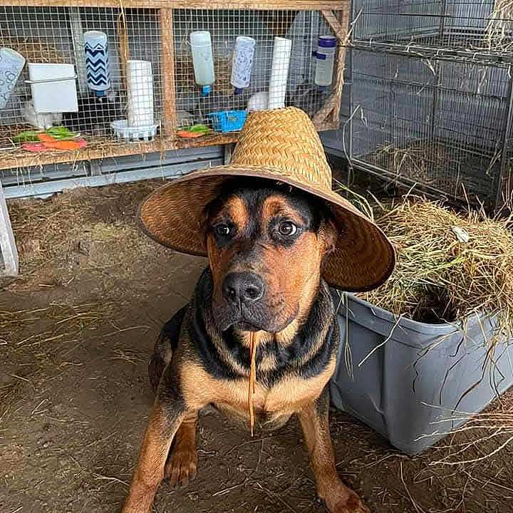 Charcoal joined the competition — help win amazing prizes! dog, animal, hat, straw_hat, barn, hay, cage, farm, pet, brown, black, floor, indoor, looking, sitting, cute, rope, container, wood, metal