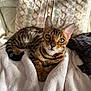 bengal_cat, cat, pet, animal, feline, blanket, couch, pillow, indoor, resting, looking_at_camera, fur, whiskers, ears, green_eyes, striped, tabby, cozy, relaxed, domestic_animal