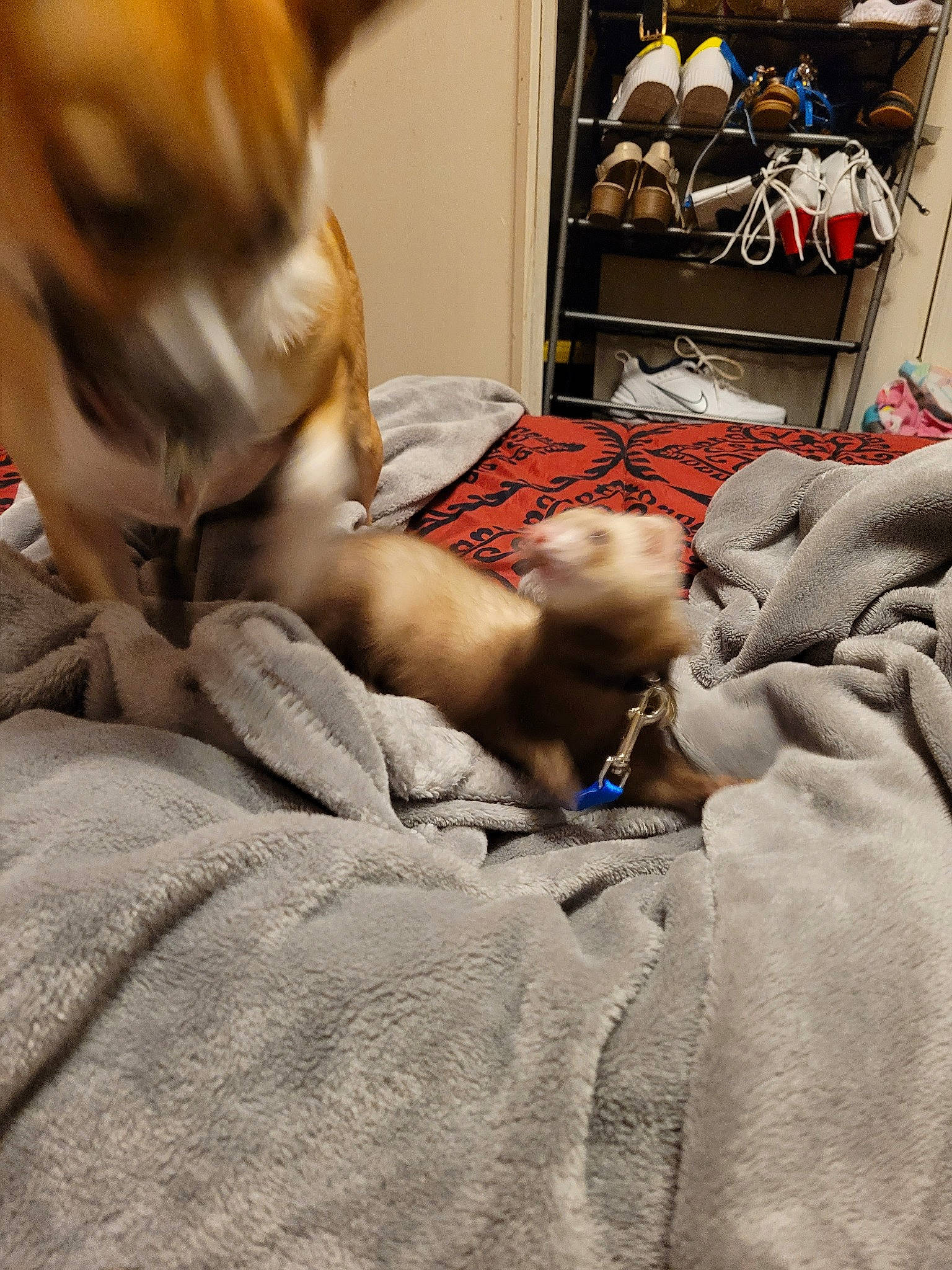 Amethyst is registered to the contest to win money with this photo: abdomen, bed, bed_sheet, bedding, bedroom, comfort, companion_dog, dog, dog_breed, fawn, flesh, fur, hospital, human_leg, linens, medical, medical_equipment, patient, room, tattoo