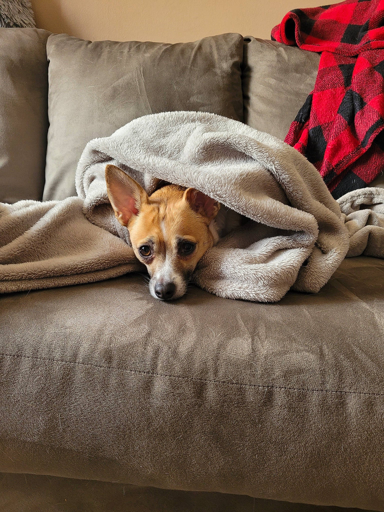 Amethyst joined the competition — help win amazing prizes! bedding, bored, canidae, carmine, carnivore, comfort, companion_dog, couch, dog, dog_breed, dog_supply, fawn, fur, linens, pillow, sporting_group, textile, throw_pillow, wood, working_animal