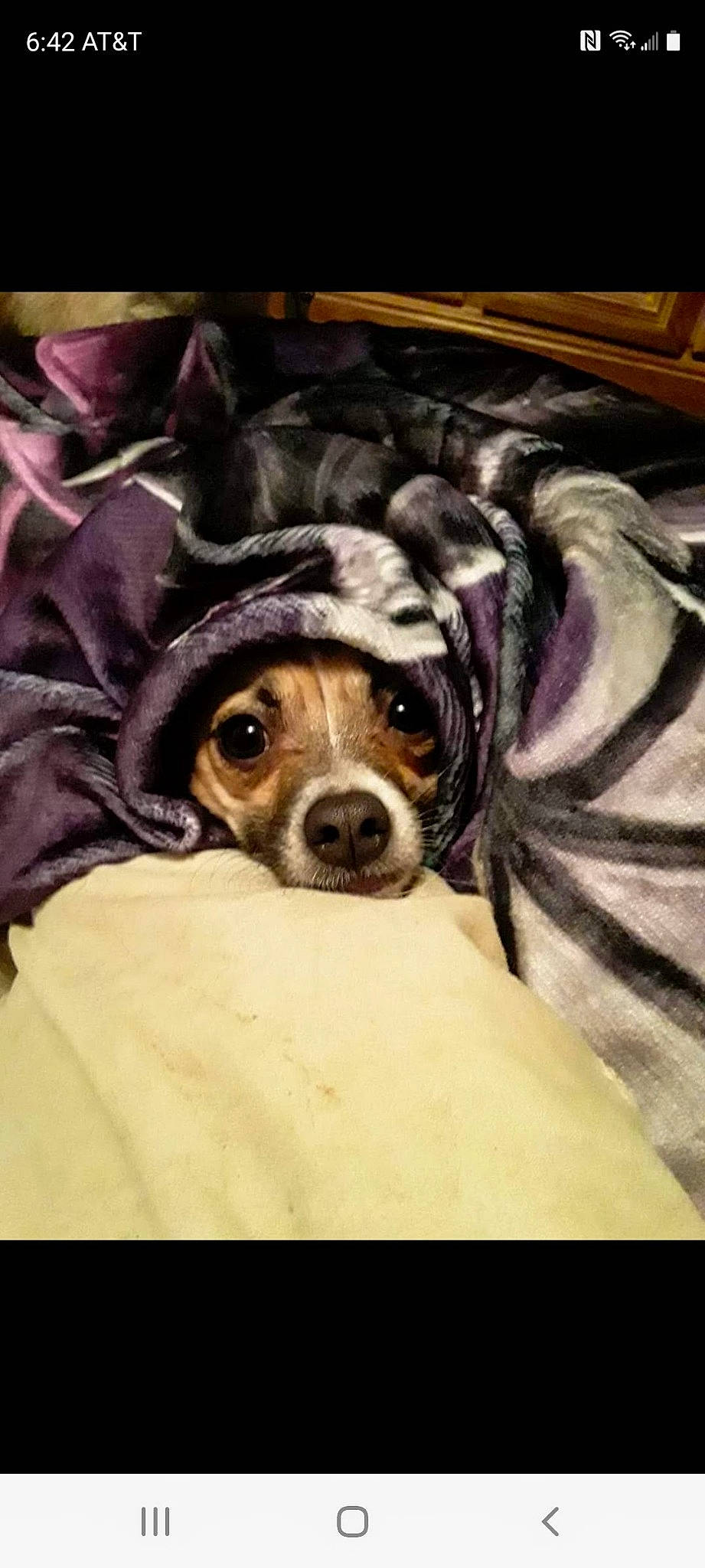 Amethyst joined the competition — help win amazing prizes! canidae, carnivore, comfort, companion_dog, dog, dog_breed, dog_clothes, eyewear, fur, guard_dog, linens, painting, picture_frame, puppy_love, seat_belt, sporting_group, toy_dog, visual_arts, whiskers, working_animal