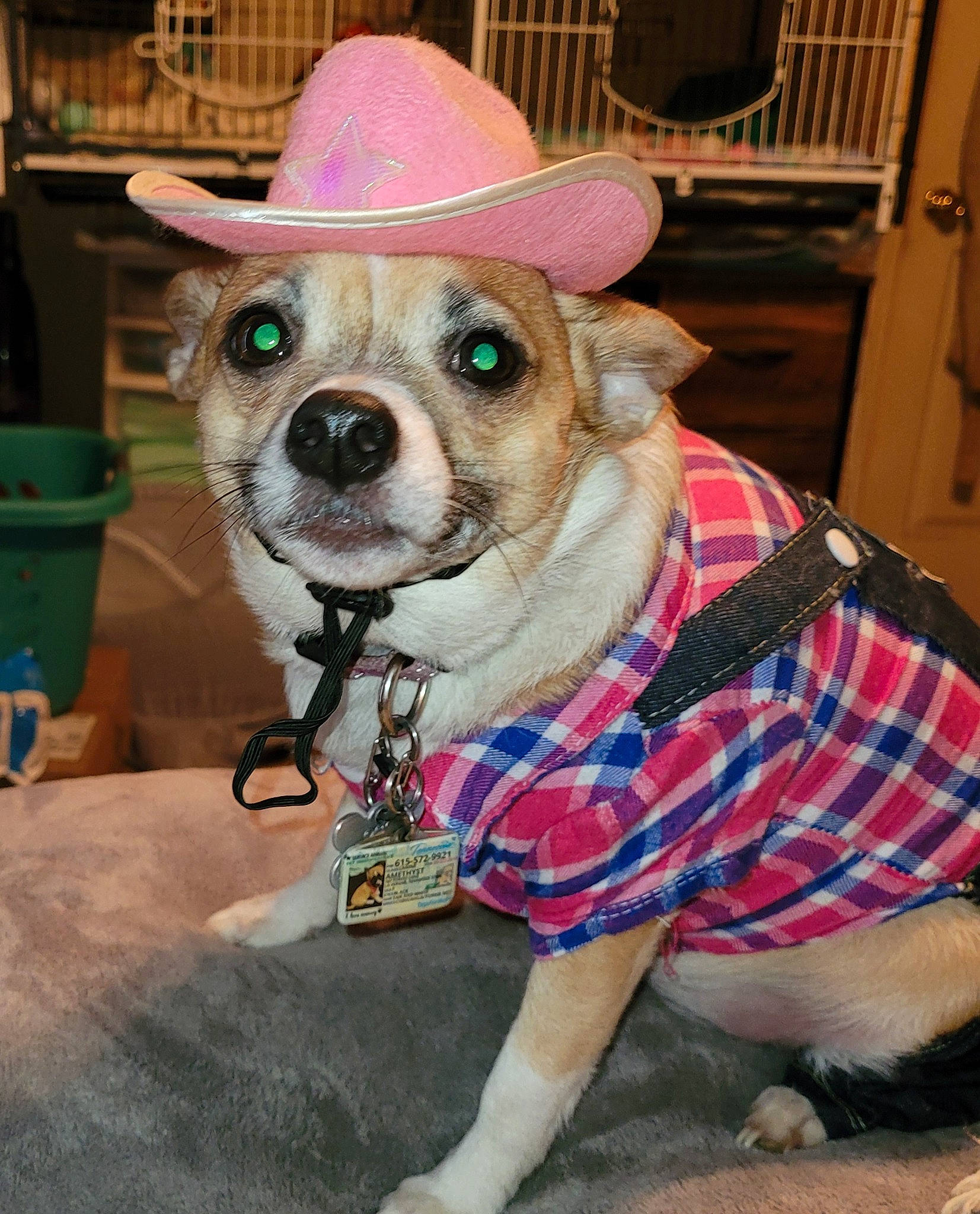 Amethyst is registered to the contest to win money with this photo: carnivore, chihuahua, collar, companion_dog, costume_hat, dog, dog_breed, dog_clothes, dog_collar, dog_supply, eyewear, fawn, fedora, hat, party_hat, pet_supply, pink, toy_dog, whiskers, working_animal