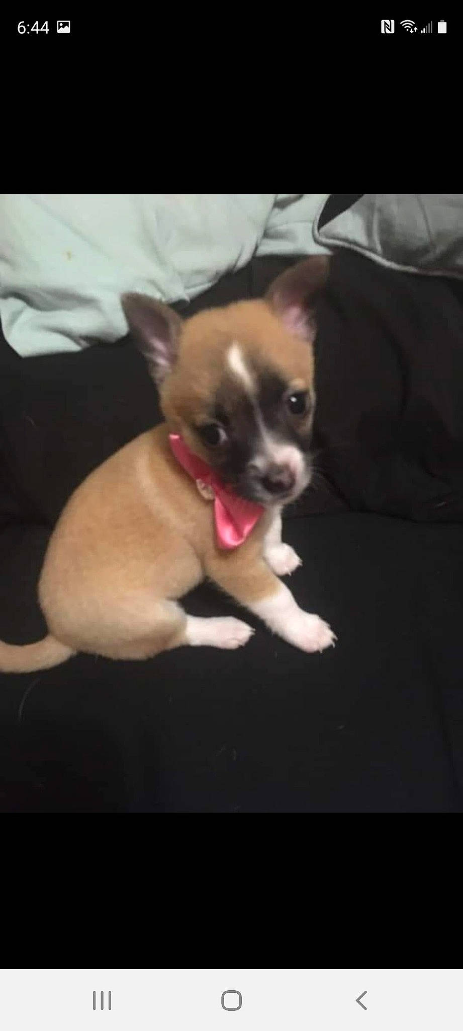 Amethyst joined the competition — help win amazing prizes! canidae, carnivore, comfort, companion_dog, dog, dog_breed, ear, fawn, fur, non_sporting_group, paw, puppy, snout, sporting_group, tail, toy_dog, whiskers, working_animal