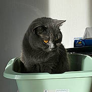 Touillette participe au concours pour gagner de l'argent avec cette photo : cat, grey_cat, pet, container, plastic_basin, tissue_box, indoor, sunlight, shadow, portrait, whiskers, golden_eyes, fur, table, sticker, product_label, domestic, cozy, curious, sitting