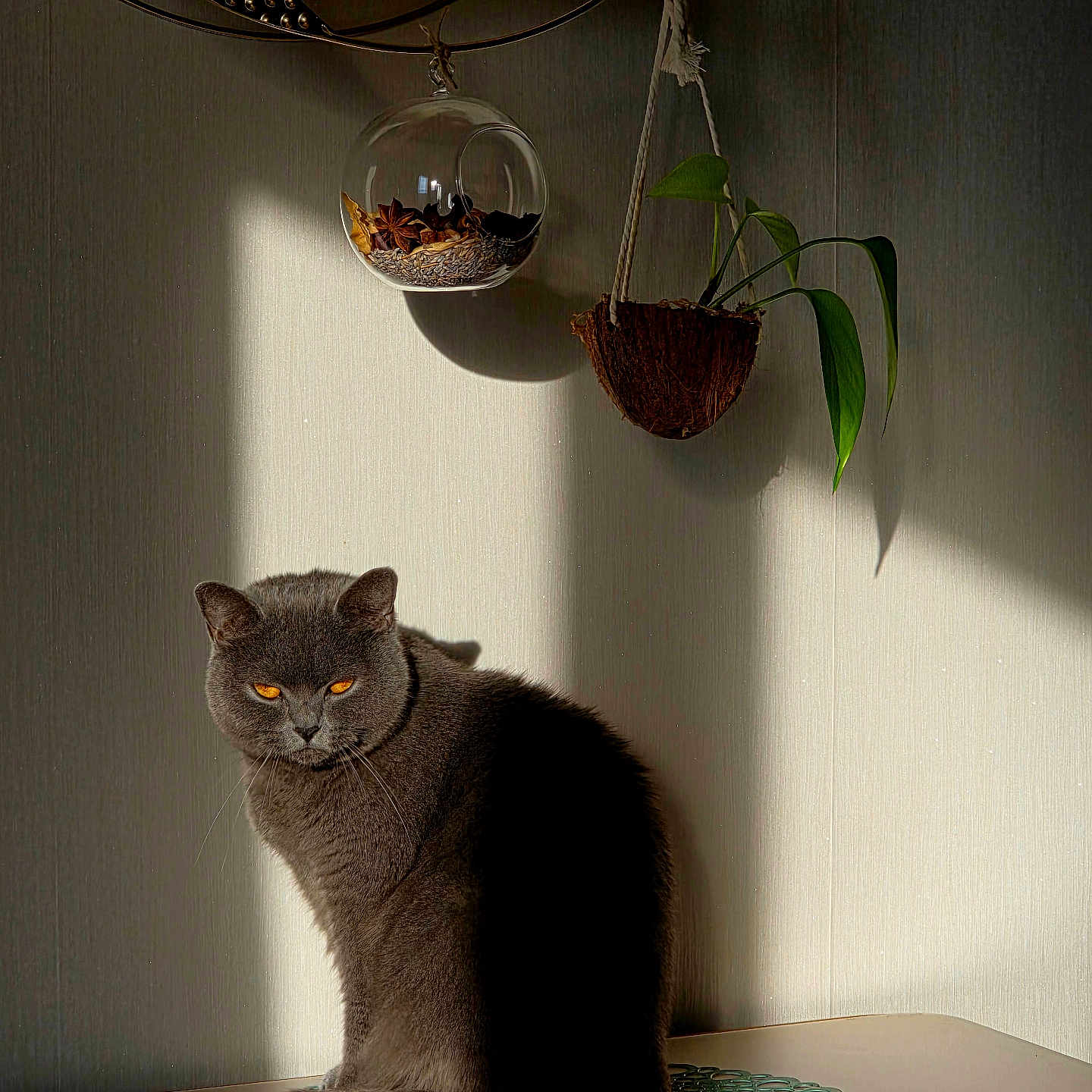 Touillette a rejoint le concours — aidez-le/la à gagner de superbes lots ! amber_eyes, british_shorthair, cat, cozy, decorative_mat, feline, fur, glass_bowl, gray_cat, hanging_plant, houseplant, indoor, minimalist, pet, portrait, shadow, sitting, still_life, sunlight, table