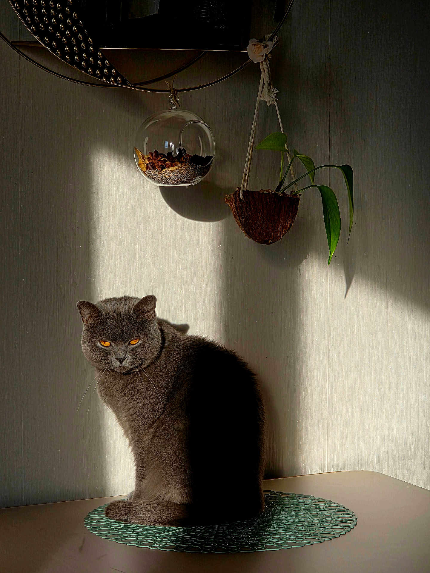 Touillette a rejoint le concours — aidez-le/la à gagner de superbes lots ! cat, gray_cat, amber_eyes, british_shorthair, indoor, sunlight, shadow, hanging_plant, glass_bowl, table, decorative_mat, portrait, pet, feline, sitting, fur, cozy, minimalist, houseplant, still_life