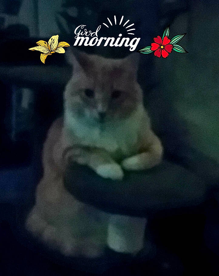 Fraidy joined the competition — help win amazing prizes! carnivore, cat, darkness, domestic_short_haired_cat, felidae, fictional_character, font, fur, happy, internet_meme, paw, photo_caption, sitting, sleeve, small_to_medium_sized_cats, square, t_shirt, tail, whiskers, wildlife