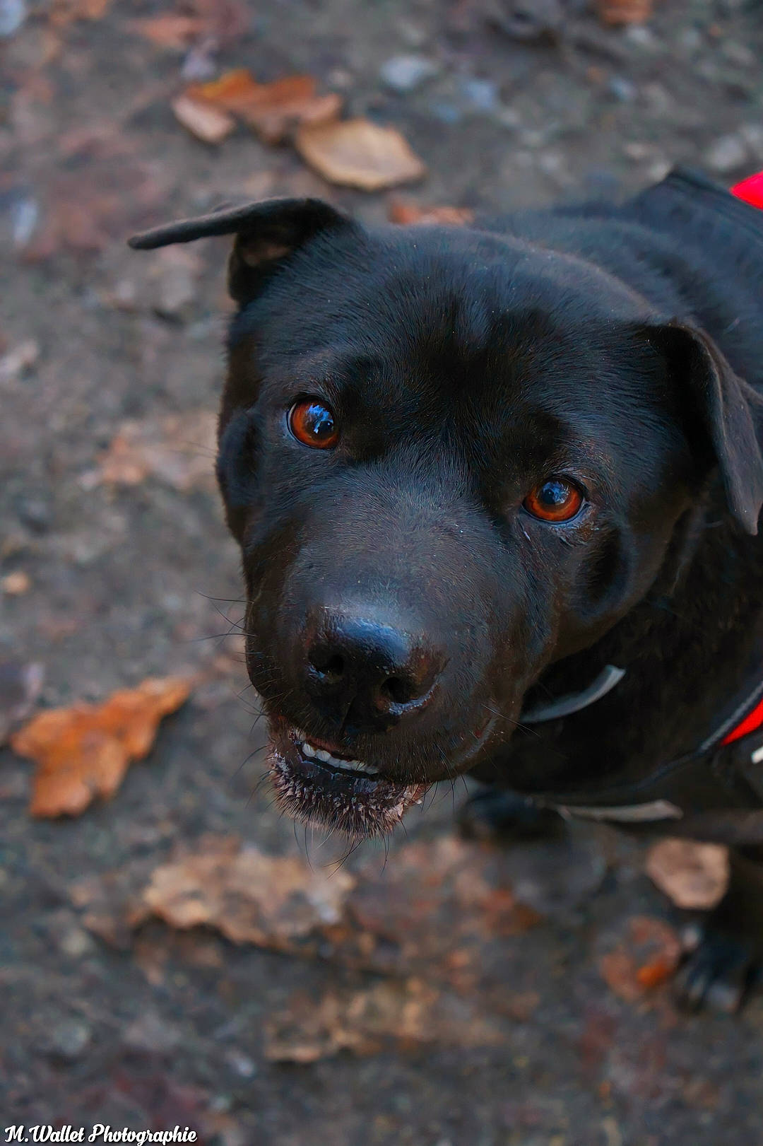 Akira a rejoint le concours — aidez-le/la à gagner de superbes lots ! borador, canidae, carnivore, collar, companion_dog, dog, dog_breed, fawn, gun_dog, hunting_dog, non_sporting_group, pointing_breed, retriever, snout, sporting_group, terrestrial_animal, whiskers, working_animal