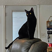 Meow joined the competition — help win amazing prizes! animal, black_cat, blinds, cat, chair, curious, domestic_cat, door, ears, furniture, home_decor, indoor, leather_chair, looking_away, pet, sitting, switch, tail, wall, yellow_eyes