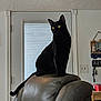 animal, black_cat, blinds, cat, chair, curious, domestic_cat, door, ears, furniture, home_decor, indoor, leather_chair, looking_away, pet, sitting, switch, tail, wall, yellow_eyes