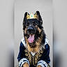 dog, german_shepherd, crown, costume, royalty, portrait, tongue_out, fur, black_and_tan, pet, animal, clothing, regal, cute, expression, dog_face, posing, indoor, closeup, adorable
