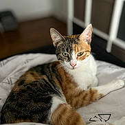 Rubi participe au concours pour gagner de l'argent avec cette photo : cat, calico_cat, feline, pet, whiskers, green_eyes, bed, blanket, indoor, portrait, looking_at_camera, paws, fur, ears, domestic_cat, cozy, relaxed, home_interior, shallow_depth_of_field, soft_lighting