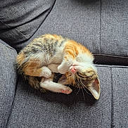 La Folle a rejoint le concours — aidez-le/la à gagner de superbes lots ! kitten, cat, calico, tabby, sleeping, curled_up, couch, sofa, upholstery, whiskers, pink_nose, paw, fur, indoor, nap, cozy, closeup, pet, texture, soft_light
