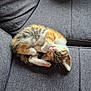 kitten, cat, calico, tabby, sleeping, curled_up, couch, sofa, upholstery, whiskers, pink_nose, paw, fur, indoor, nap, cozy, closeup, pet, texture, soft_light