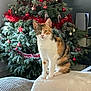 La Folle a rejoint le concours — aidez-le/la à gagner de superbes lots ! cat, calico_cat, kitten, christmas_tree, tinsel, ornament, candy_cane, holiday_decoration, living_room, sofa, blanket, pet, feline, indoor, sitting, portrait, decorations, christmas, electronics, console