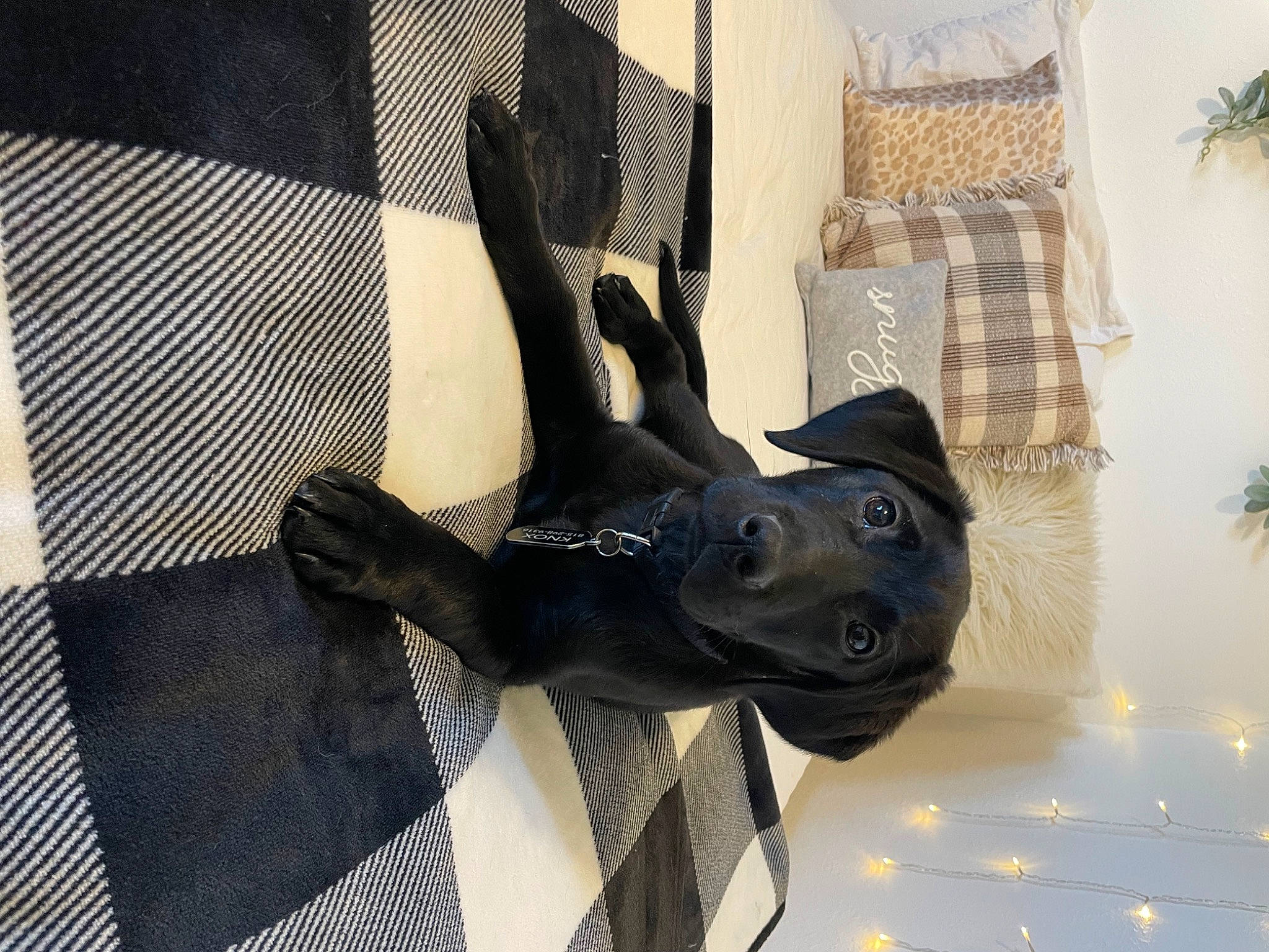 Knox is registered to the contest to win money with this photo: art, bronze_sculpture, canidae, dog, dog_breed, fawn, gesture, great_dane, grey, houseplant, metal, personal_protective_equipment, plant, sculpture, snout, sporting_group, statue, terrestrial_animal, visual_arts, working_animal