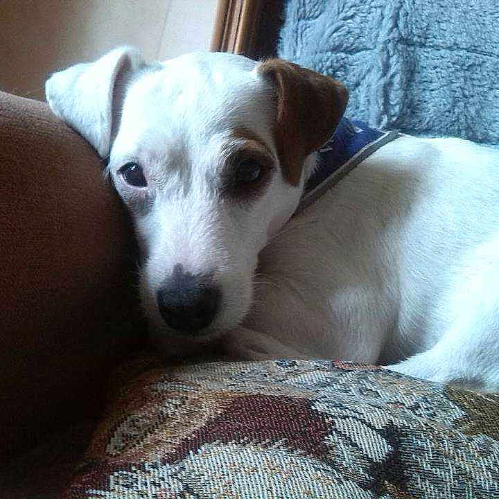 Dolly