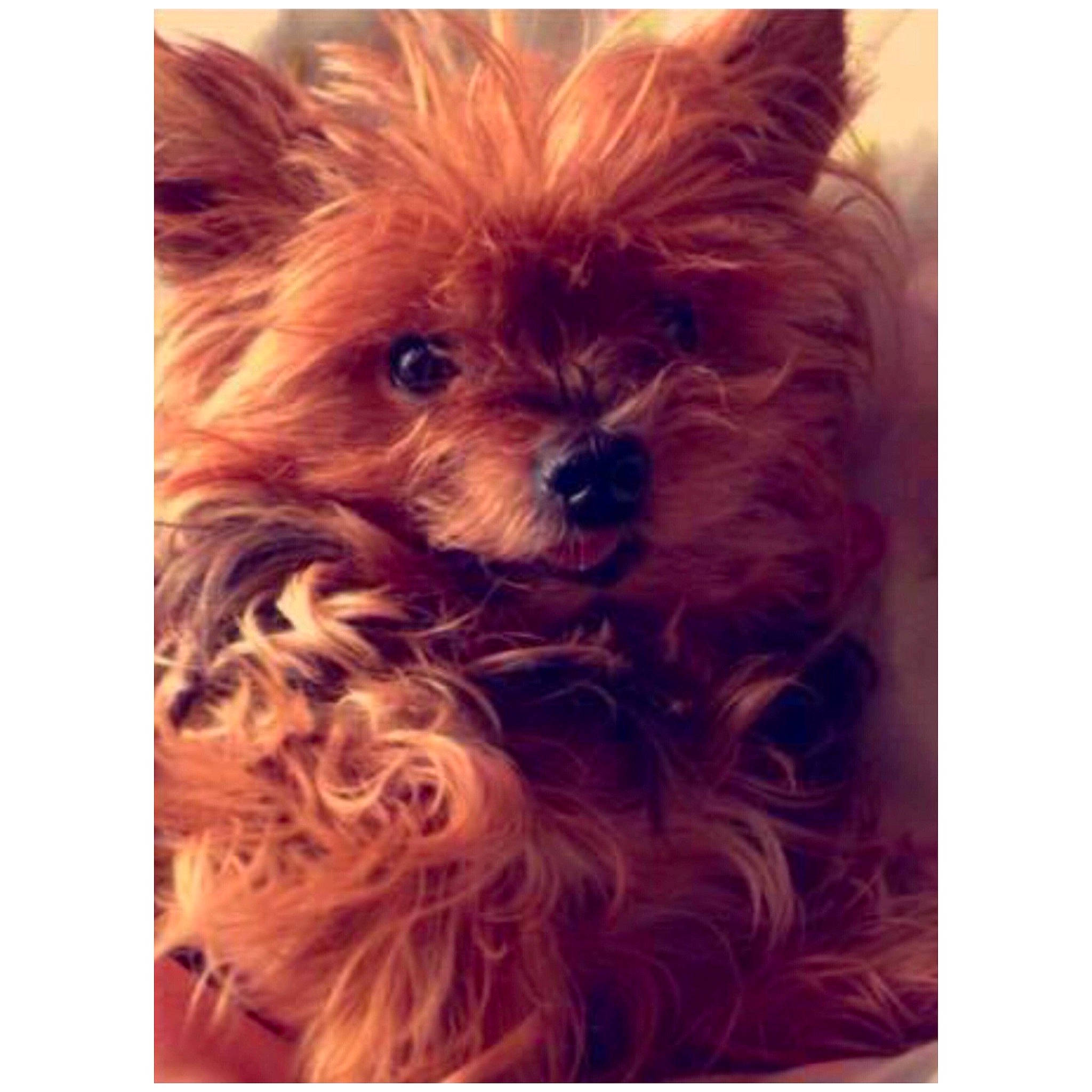 Breeze joined the competition — help win amazing prizes! cairn_terrier, canidae, carnivore, companion_dog, dog, dog_breed, mammal, morkie, puppy, rare_breed_dog, small_terrier, terrier, toy_dog, yorkipoo, yorkshire_terrier