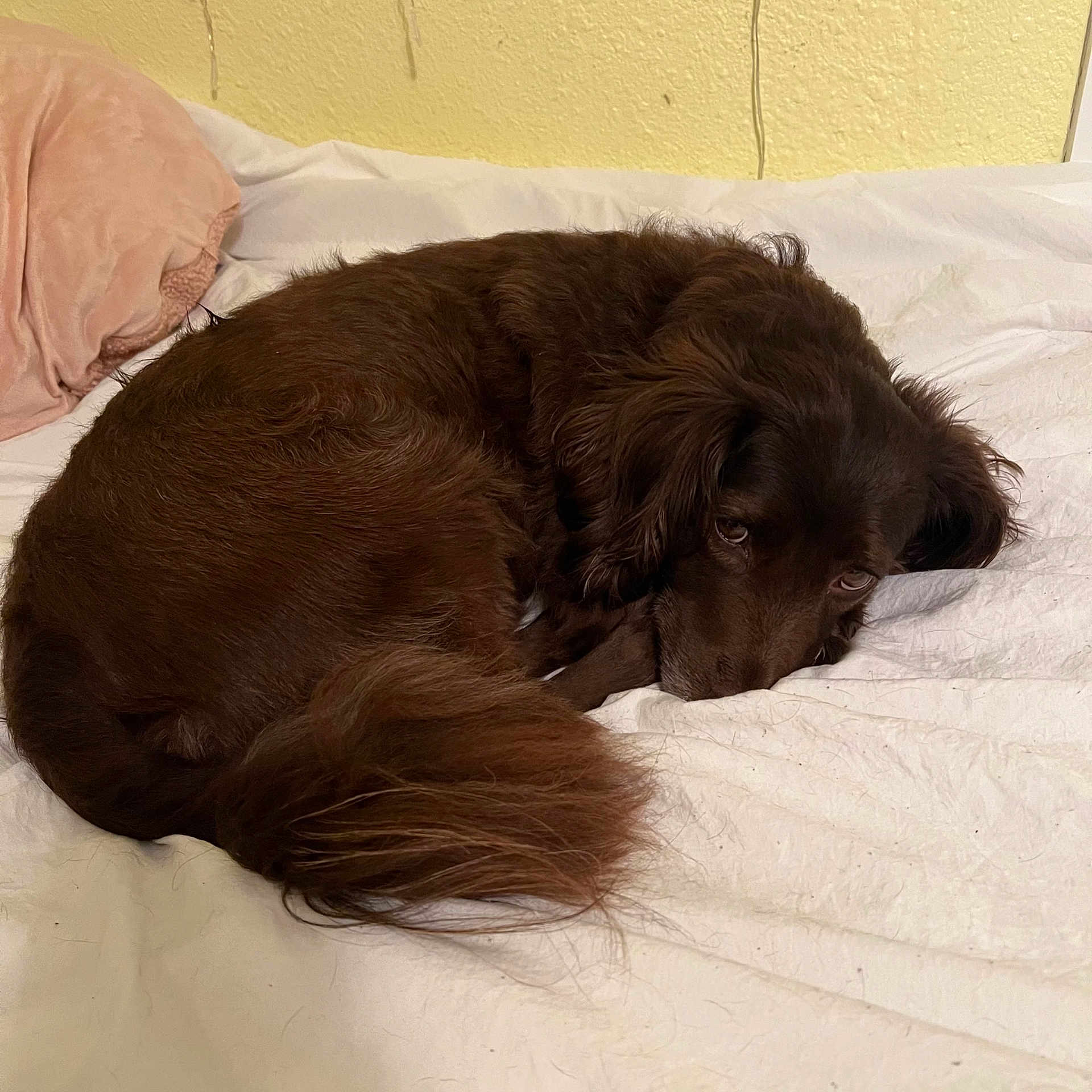 Kai joined the competition — help win amazing prizes! canidae, carnivore, comfort, companion_dog, dog, dog_breed, fur, gun_dog, hardwood, liver, pet_supply, retriever, small_greek_domestic_dog, snout, spaniel, sporting_group, whiskers, working_animal