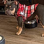 Jax joined the competition — help win amazing prizes! animal_clothing, brown_dog, canine, collar, curious, dog, domestic_animal, ears, eyes, flooring, food_bowl, fur, house, indoor, paws, pet, plaid_shirt, snout, standing, wooden_floor