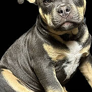 Jax is registered to the contest to win money with this photo: adorable, animal, black_background, canine, closeup, cute, dog, domestic, ears, expression, face, fur, mammal, paws, pet, portrait, puppy, sitting, whiskers, young