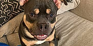 Jax joined the competition — help win amazing prizes! animal, black, blanket, brown, canine, couch, cute, dog, ears, fabric, friendly, fur, happy, home, indoor, pet, pillow, sitting, smiling, tan