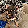 animal, black, blanket, brown, canine, couch, cute, dog, ears, fabric, friendly, fur, happy, home, indoor, pet, pillow, sitting, smiling, tan